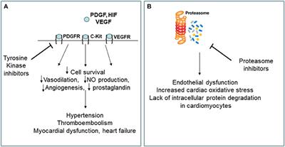 Multi-Target Drugs for Blood Cancer in the Elderly: Implications of Damage and Repair in the Cardiovascular Toxicity